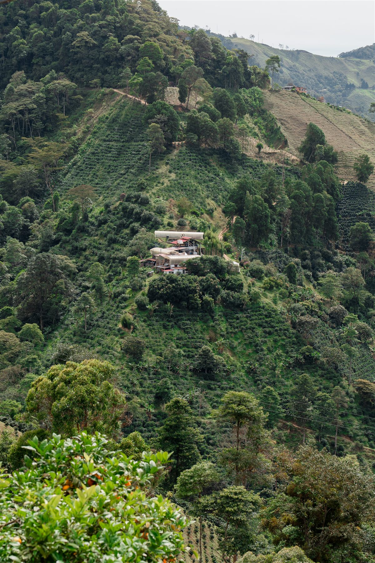 Ladera de cafetales de La Esmeralda en la cordillera central